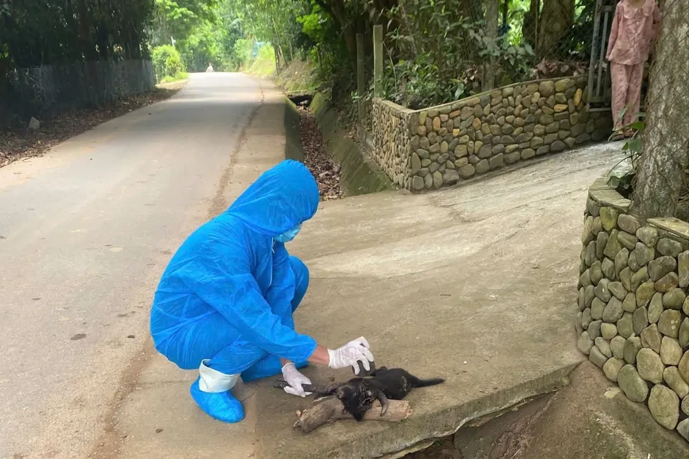 Vì sao bị chó cắn dù lâu vẫn có thể phát bệnh dại?