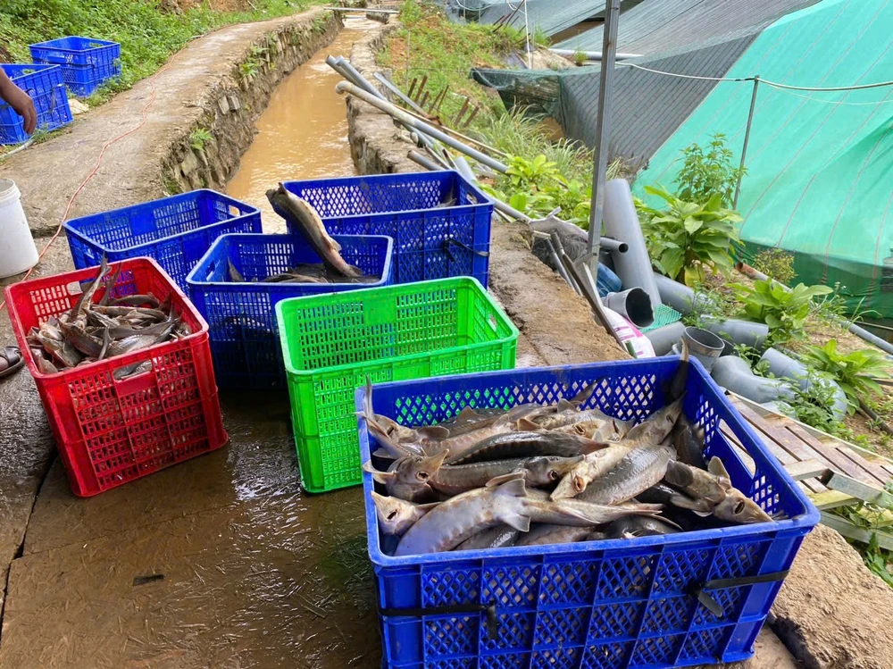 Thiệt hại hơn 8 tỉ đồng