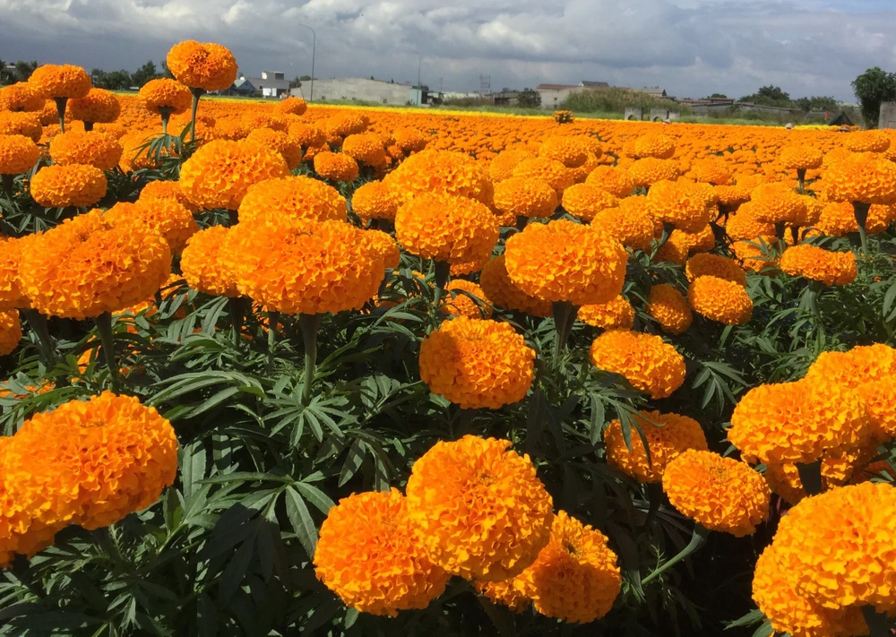 Làng hoa vạn thọ Thủ Thừa chuẩn bị đón xuân ảnh 1