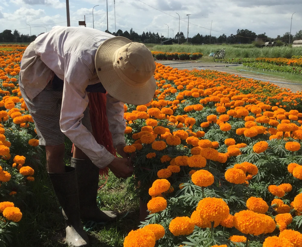 Làng hoa vạn thọ Thủ Thừa chuẩn bị đón xuân ảnh 5