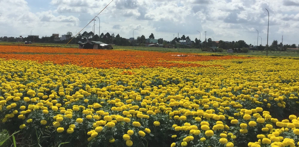 Làng hoa vạn thọ Thủ Thừa chuẩn bị đón xuân ảnh 4