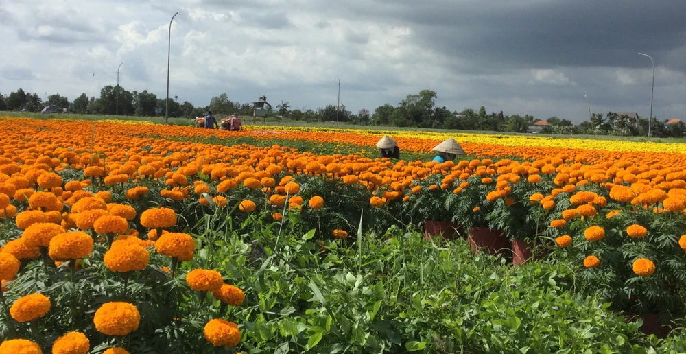 Làng hoa vạn thọ Thủ Thừa chuẩn bị đón xuân ảnh 6