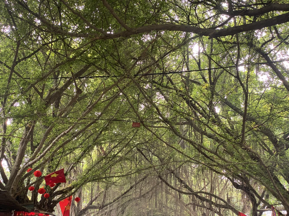 Độc đáo con đường cây si ở đền Hùng 2.JPG