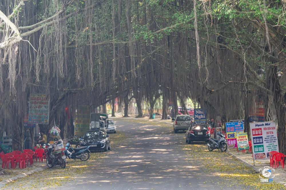 Độc đáo con đường cây si ở đền Hùng 4.jpg