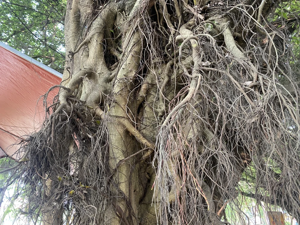 Độc đáo con đường cây si ở đền Hùng 4.JPG