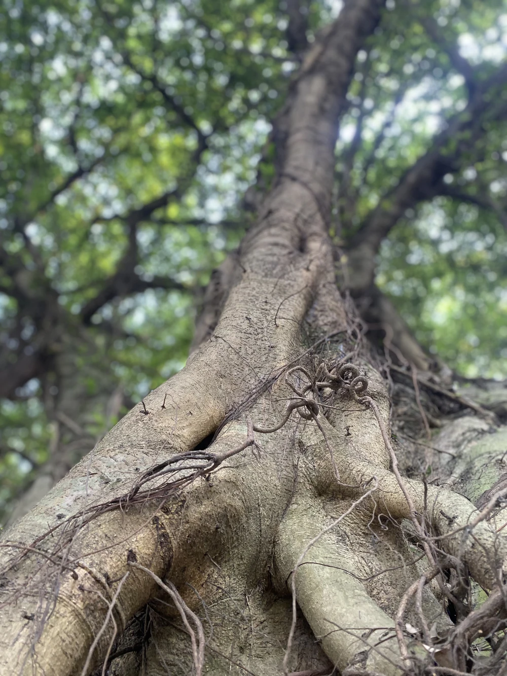 Độc đáo con đường cây si ở đền Hùng 5.JPG