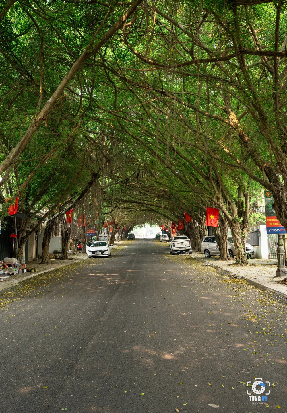 Độc đáo con đường cây si ở đền Hùng 7.jpg