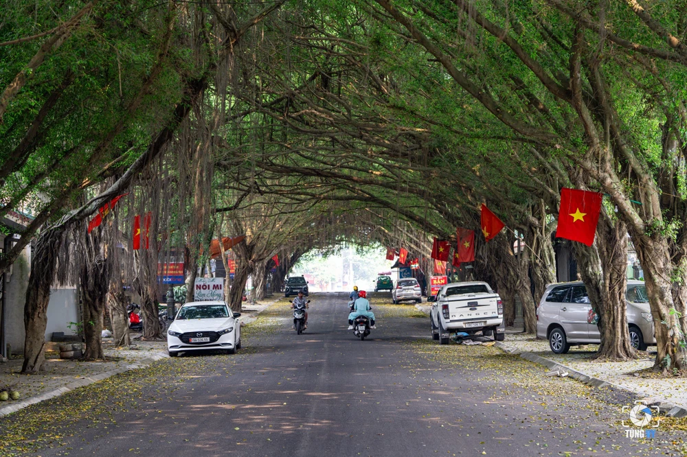 Độc đáo con đường cây si ở đền Hùng 8.jpg