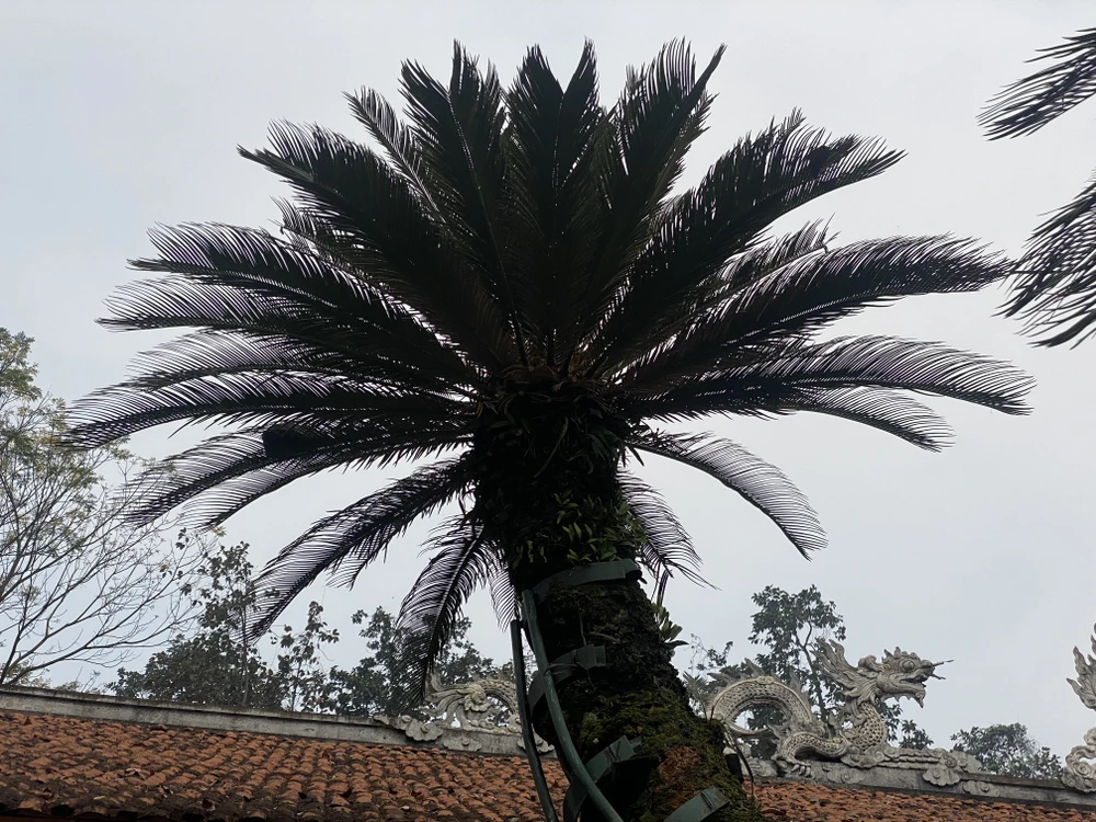 Cây vạn tuế 800 tuổi ở đền Hùng và buổi nói chuyện của Bác Hồ với Đại đoàn quân Tiên phong 2 copy.jpg