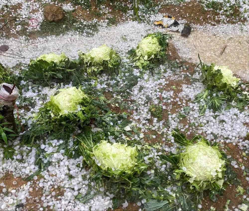 Mưa đá phủ trắng núi đồi và mồ hôi, nước mắt người nông dân.jpg