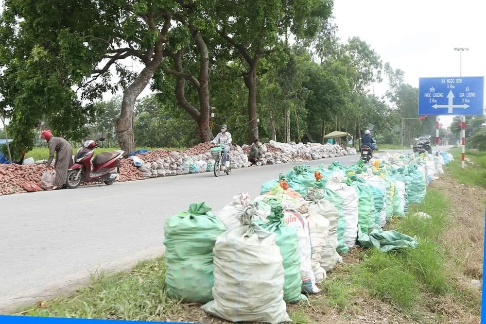 Chất 40 tấn ở ven đường, lão nông lên mạng kêu gọi giải cứu khoai lang 2.jpg