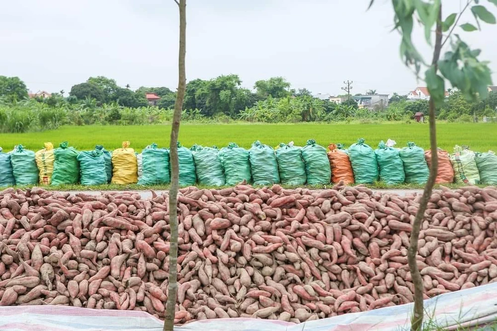 Chất 40 tấn ở ven đường, lão nông lên mạng kêu gọi giải cứu khoai lang.jpg