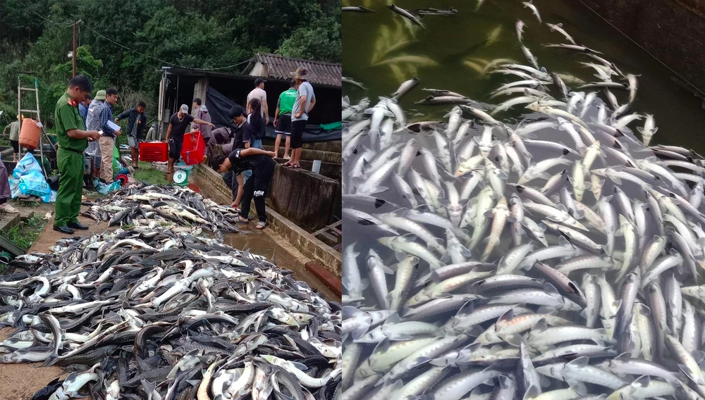 Gần 11 tấn cá Tầm chết nghi do nhiễm độc ở Lai Châu.jpg