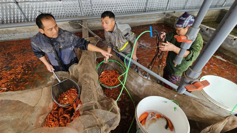 Làng nghề cá chép đỏ dự kiến cung ứng 40 triệu tấn cá ra thị trường dịp Tết ông Công ông Táo 3.jpg
