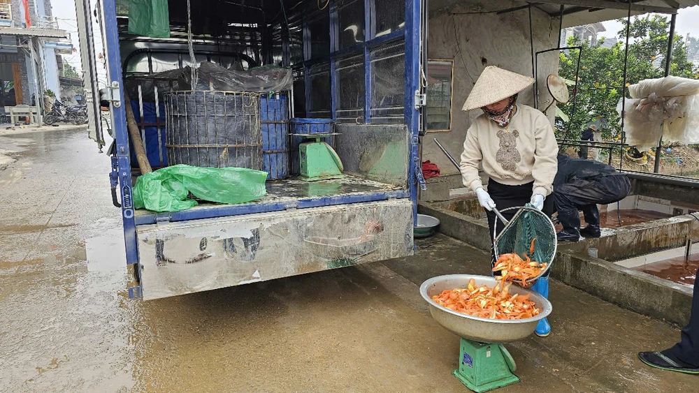 Làng nghề cá chép đỏ dự kiến cung ứng 40 triệu tấn cá ra thị trường dịp Tết ông Công ông Táo 4.jpg