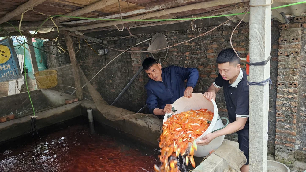 Làng nghề cá chép đỏ dự kiến cung ứng 40 triệu tấn cá ra thị trường dịp Tết ông Công ông Táo 5.jpg