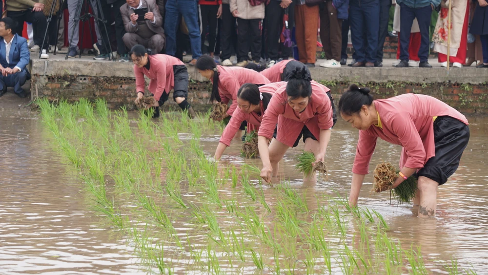 Tái hiện truyền thuyết vua Hùng dạy dân cấy lúa 11.JPG