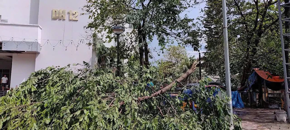 Giông lốc bất thường cực mạnh ở Hòa Bình, cây đổ đè bẹp ôtô.jpg