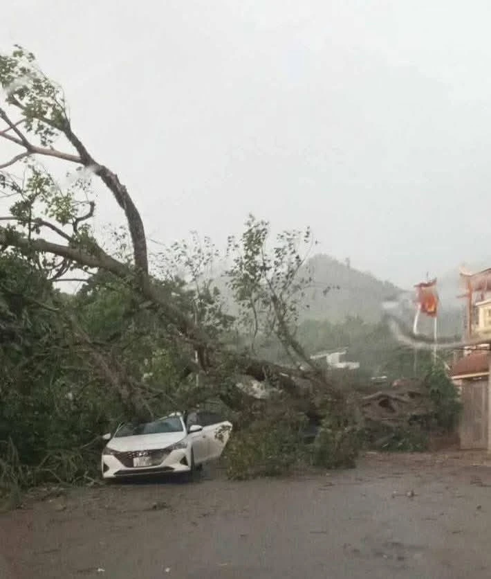 Giông lốc bất thường cực mạnh ở Hòa Bình, cây đổ đè bẹp ôtô 7.jpg
