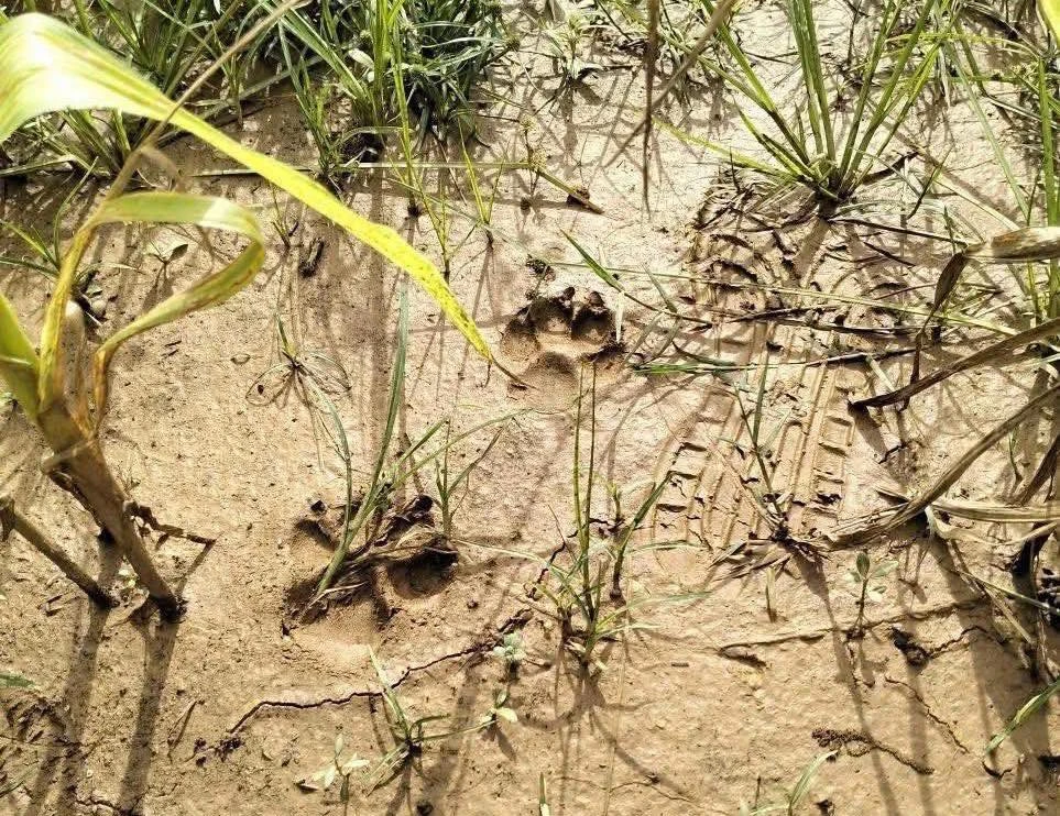 Kết quả xác minh của kiểm lâm về thông tin 'hổ xuất hiện ở Phú Thọ'.jpg