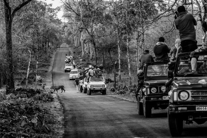 Giải khu vực (châu Á), ảnh dự án dài hạn: "Xung đột Người-Hổ" - Một con hổ đực trưởng thành băng qua đường trong khu bảo tồn hổ Tadoba Andhari ở Ấn Độ. Ảnh: Senthil Kumaran (Ấn Độ)