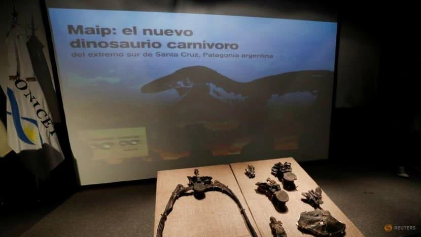 Những mẫu xương hóa thạch của Maip macrothorax, loài khủng long ăn thịt sống ở vùng Patagonia của Argentina, được trưng bày trong Bảo tàng Khoa học Tự nhiên Bernardino Rivadavia vào ngày 27-4. Ảnh: REUTERS