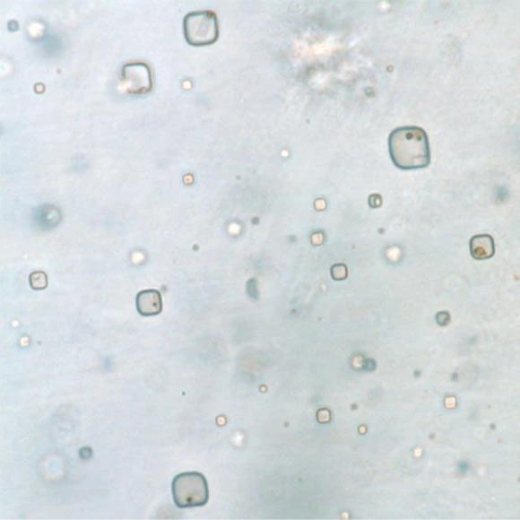 Những tinh thể halite chứa "xác ướp" sinh vật cổ đại. Ảnh: GEOLOGY