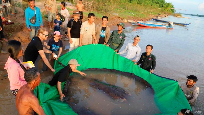 Một nhóm nhà khoa học Campuchia và Mỹ cùng với quan chức Cục Quản lý Thủy sản chuẩn bị thả con cá đuối khổng lồ trở lại sông Mekong. Ảnh: AP