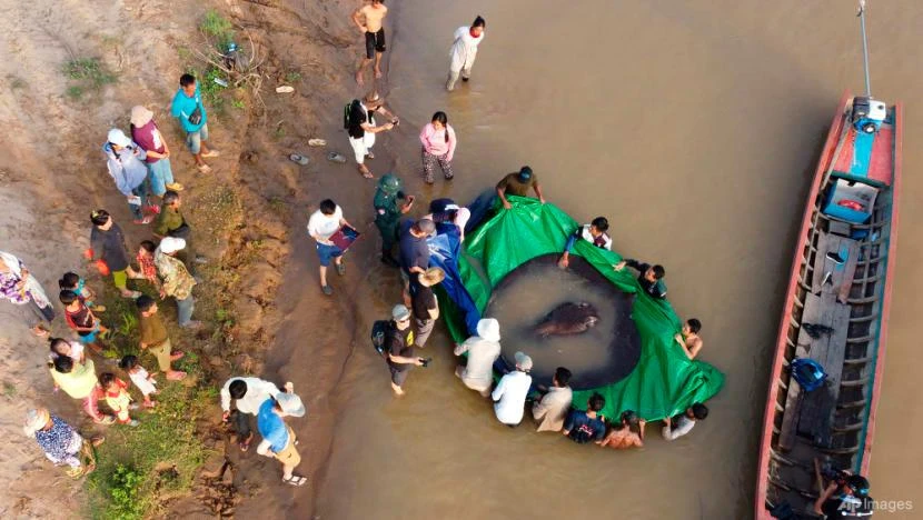Các nhà khoa học Campuchia và Mỹ cùng với quan chức Cục Quản lý Thủy sản chuẩn bị thả con cá đuối khổng lồ trở lại sông Mekong. Ảnh: AP