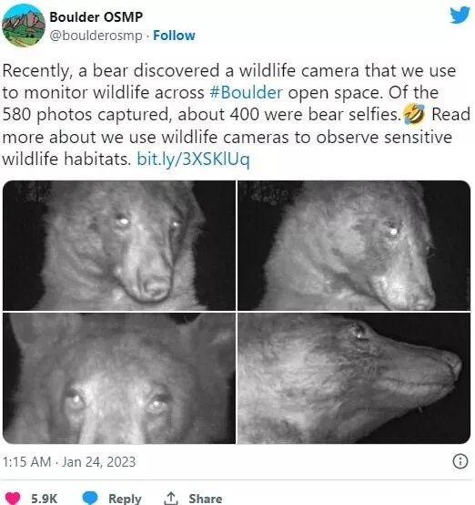 Chú gấu đen nổi tiếng khắp mạng xã hội với gần 500 tấm hình selfie. Ảnh: TWITTER