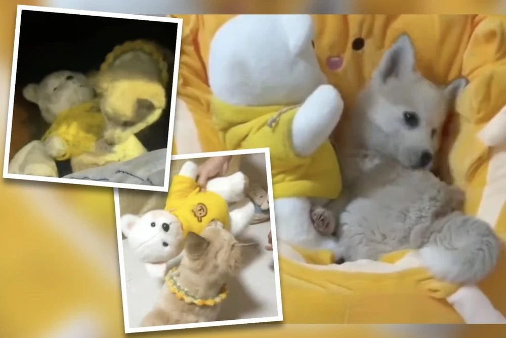 Chú cún cùng người bạn gấu bông được tắm rửa sạch sẽ sau khi được chủ nhân mới đem về nhà nuôi. Ảnh: SCMP Chú cún cùng người bạn gấu bông được tắm rửa sạch sẽ sau khi được chủ nhân mới đem về nhà nuôi. Ảnh: SCMP
