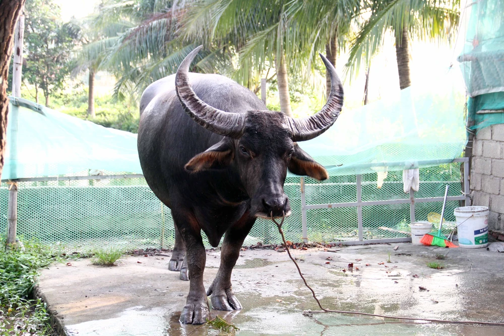 "Ông" trâu nặng 1,3 tấn tham gia Lễ hội chọi trâu Đồ Sơn năm nay với số 03. Ảnh: Ngọc Sơn