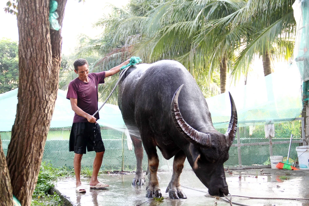 "Ông" trâu nặng 1,3 tấn được mang về từ Thái Lan. Ảnh: Ngọc Sơn