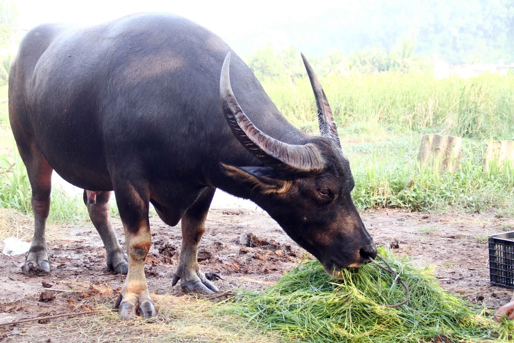 Thức ăn chủ yếu của "ông" trâu hằng ngày gồm mía, cỏ, ngô, khoai, sắn, thậm chí là cháo. Ảnh: Ngọc Sơn