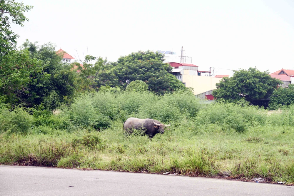 Công viên được người dân tận dụng để thả trâu... Ảnh: Ngọc Sơn