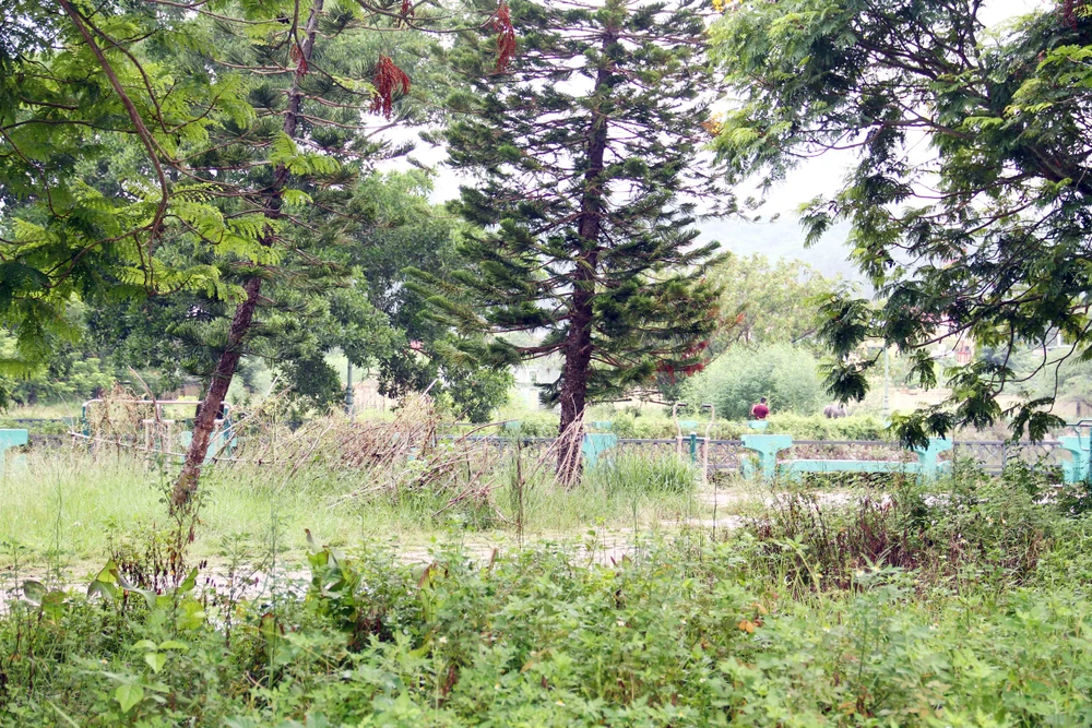 Cỏ dại mọc tràn lan trong công viên. Ảnh: Ngọc Sơn