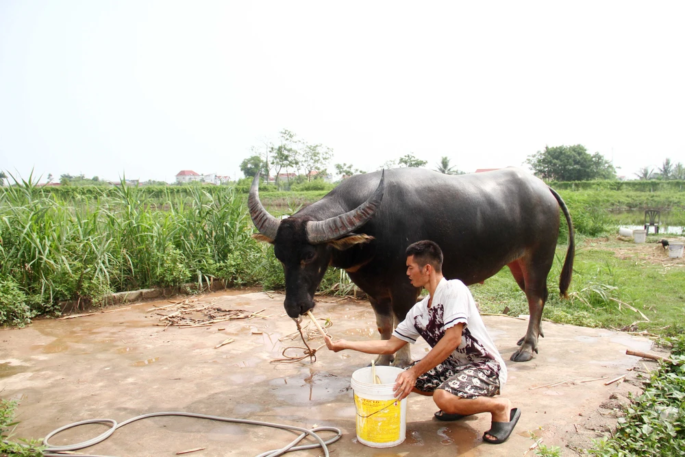 Các "ông" trâu đã sẵn sàng để bước vào Lễ hội. Ảnh: NGỌC SƠN