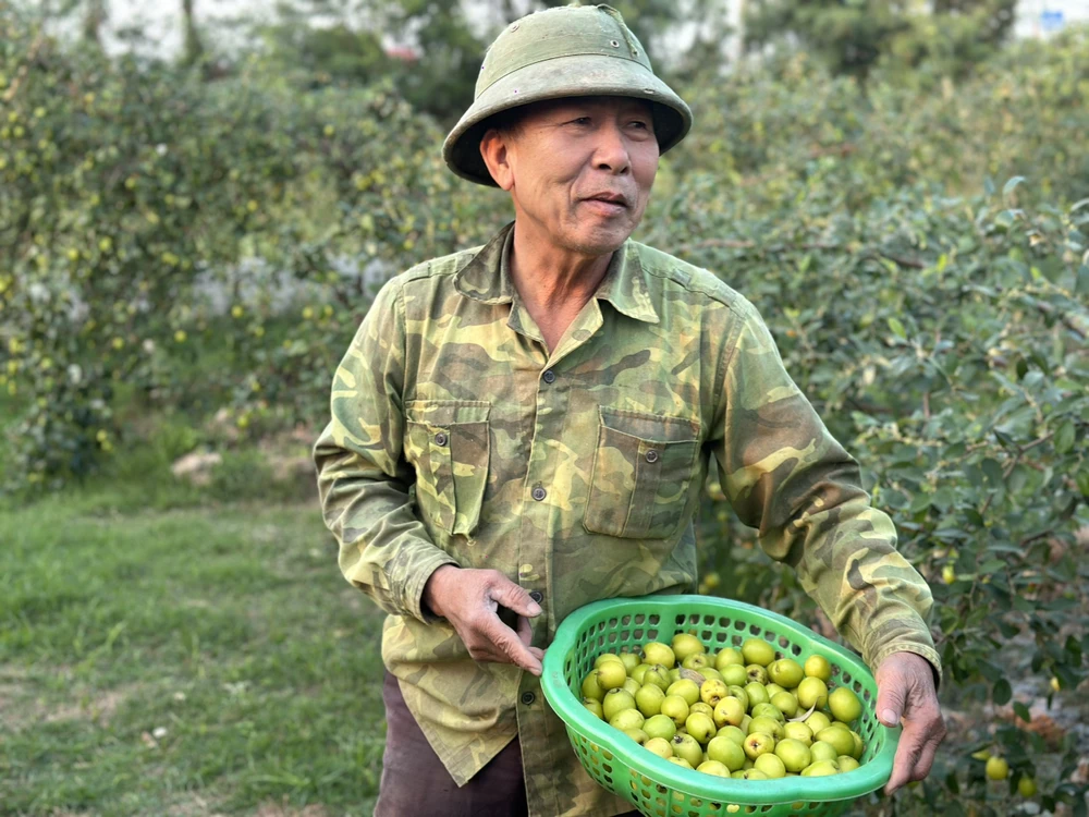 Nhờ thổ nhưỡng độc đáo cùng với tâm huyết giữ gìn giống táo đặc sản quê hương, đến nay, táo muối Bàng La trở thành thương hiệu nổi tiếng, đặc sản mà người dân Hải Phòng, các tỉnh, thành lân cận vẫn săn đón vào mỗi dịp cuối năm