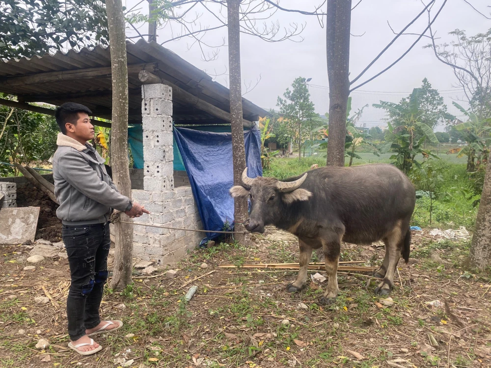 Đinh Khắc Sáng dắt trâu