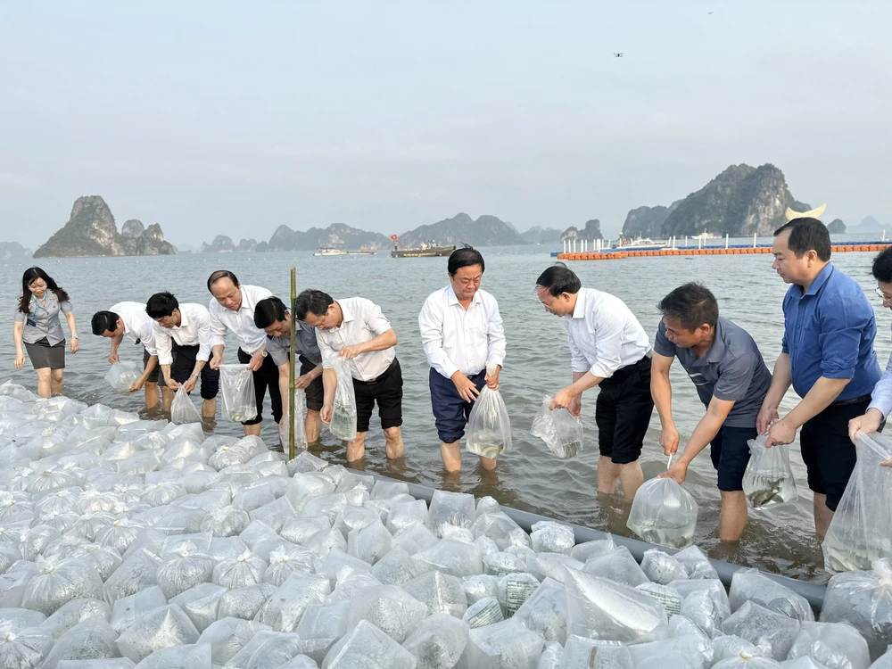 quang-ninh-tha-5-trieu-con-giong-xuong-bien-de-tai-tao-nguon-loi-thuy-san-4.jpg