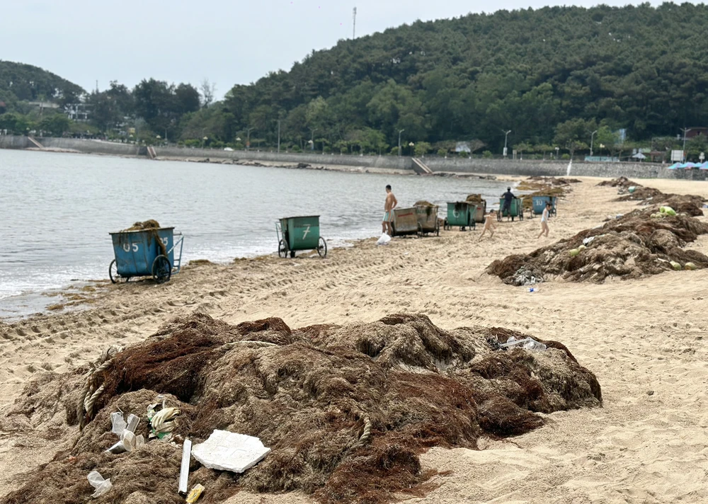 Rong biển bủa vây bãi biển khu 2 Đồ Sơn. Ảnh: Ngọc Sơn