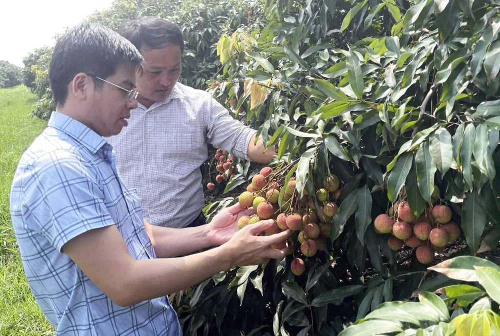 Lãnh đạo TP Uông Bí kiểm tra thực địa trước vụ vải chín sớm. Ảnh: Việt Hoa