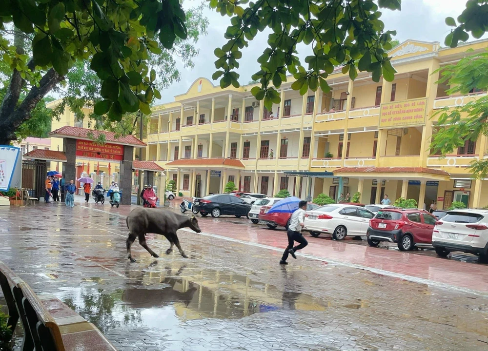 Chú trâu lao thẳng vào điểm thi tốt nghiệp THPT tại trường THPT Kiến Thuỵ, Hải Phòng. Ảnh: CTV