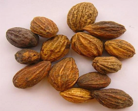 Ngậm quả kha tử chữa ho qua đêm, 1 người mắc COVID-19 tắc phế quản ảnh 2