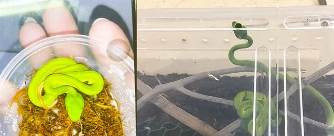 Mua rắn độc trên mạng về nuôi, bé trai nhập viện cấp cứu ảnh 1