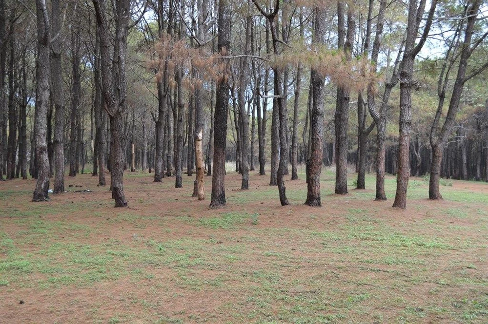 Gần 1.000 cây thông bị róc vỏ làm giá thể trồng lan ảnh 1