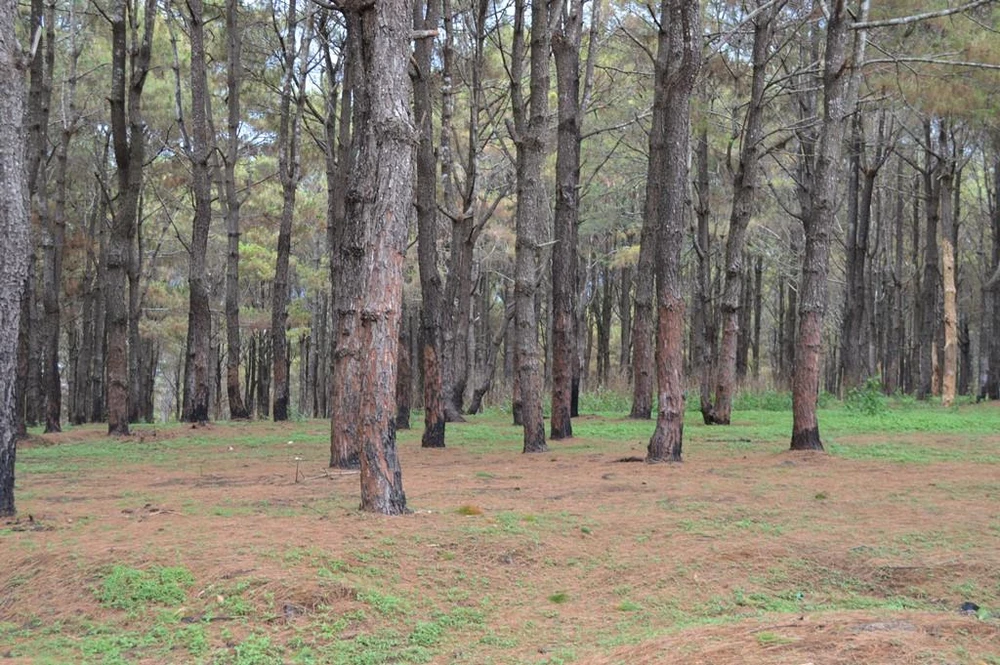 Gần 1.000 cây thông bị róc vỏ làm giá thể trồng lan ảnh 2