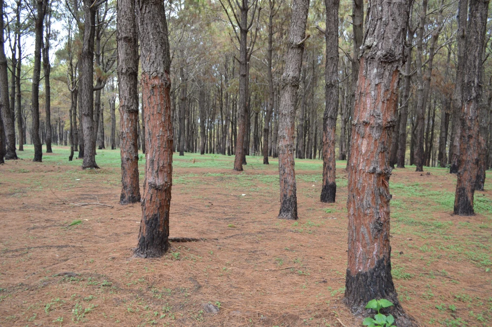 Gần 1.000 cây thông bị róc vỏ làm giá thể trồng lan ảnh 4