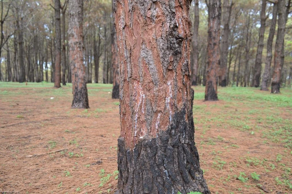 Gần 1.000 cây thông bị róc vỏ làm giá thể trồng lan ảnh 5