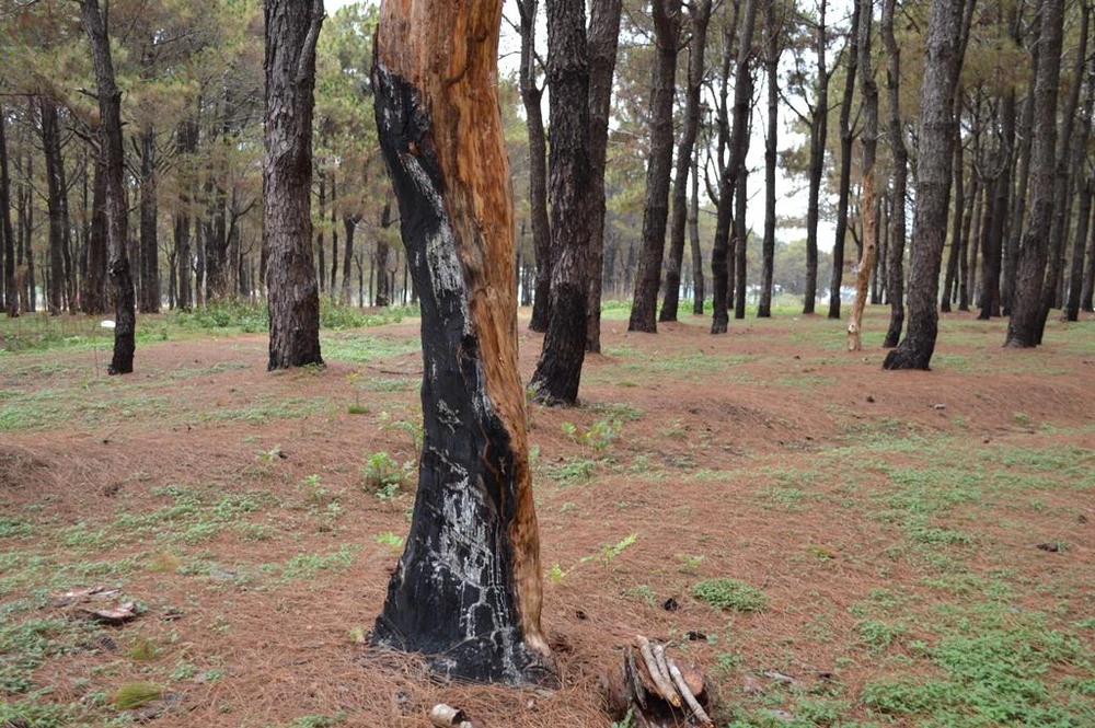 Gần 1.000 cây thông bị róc vỏ làm giá thể trồng lan ảnh 6